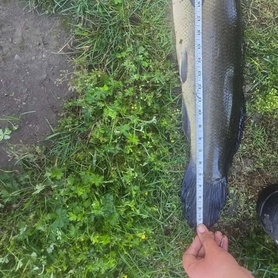 The most recent Ruddy bowfin catches on Fishbrain