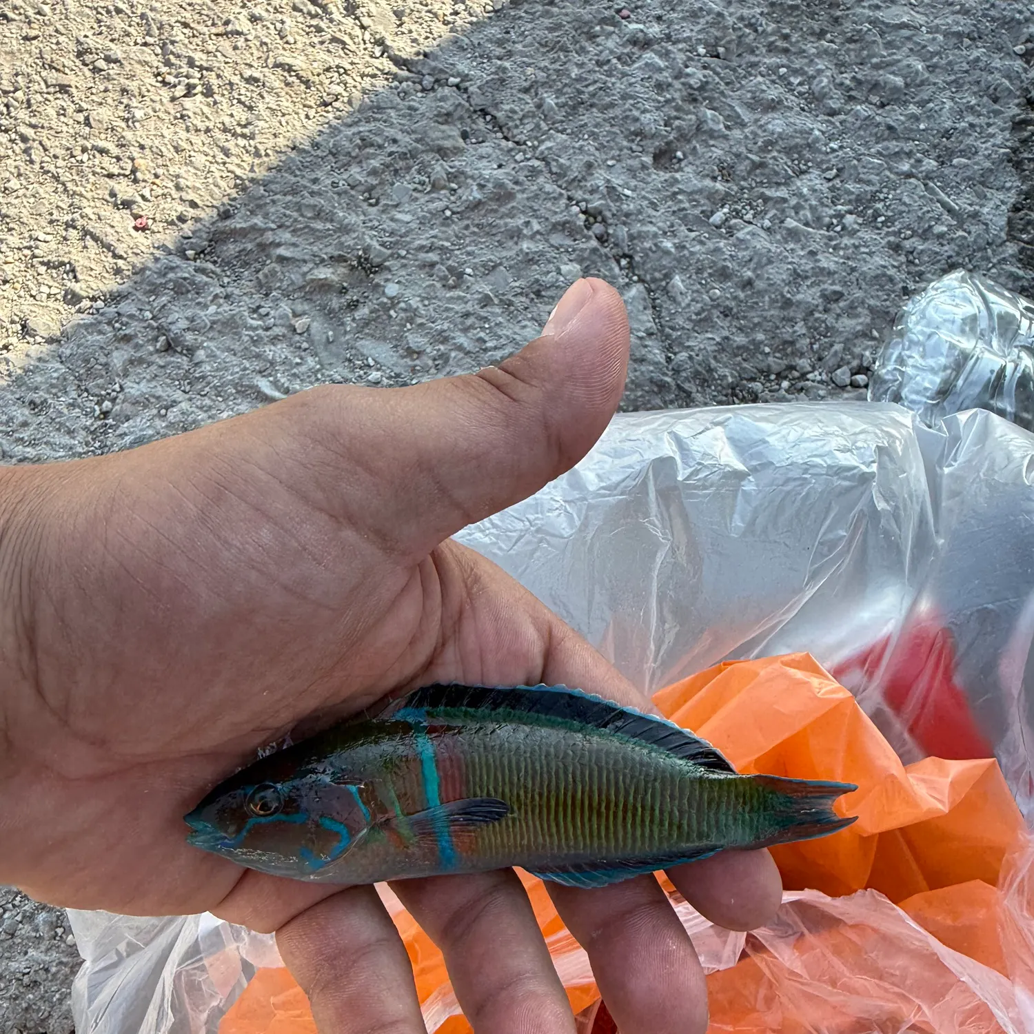 The most recent Ornate wrasse catches on Fishbrain