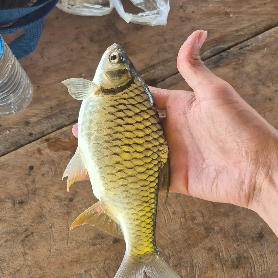 The most recent Java barb catches on Fishbrain