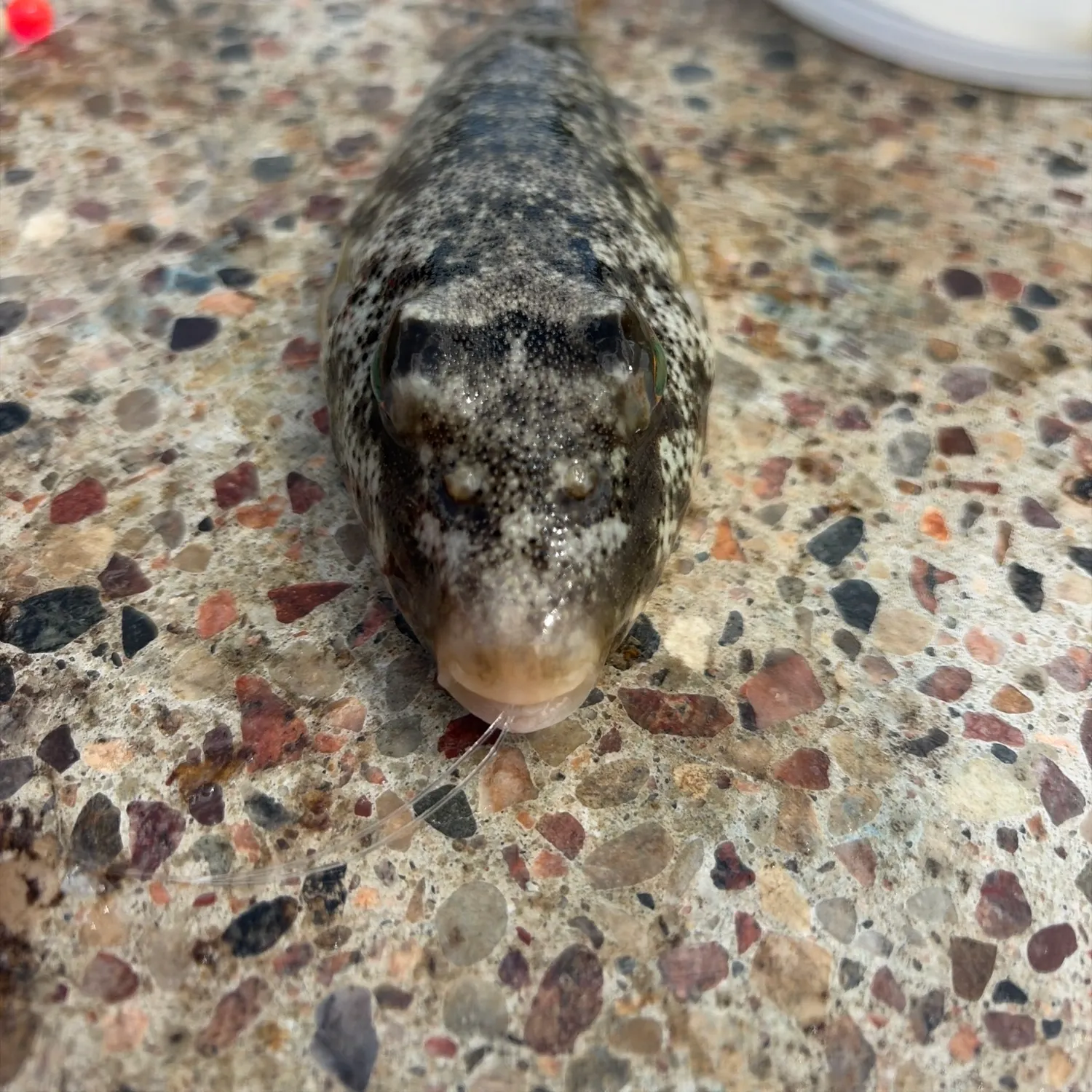 The most recent Northern puffer catches on Fishbrain