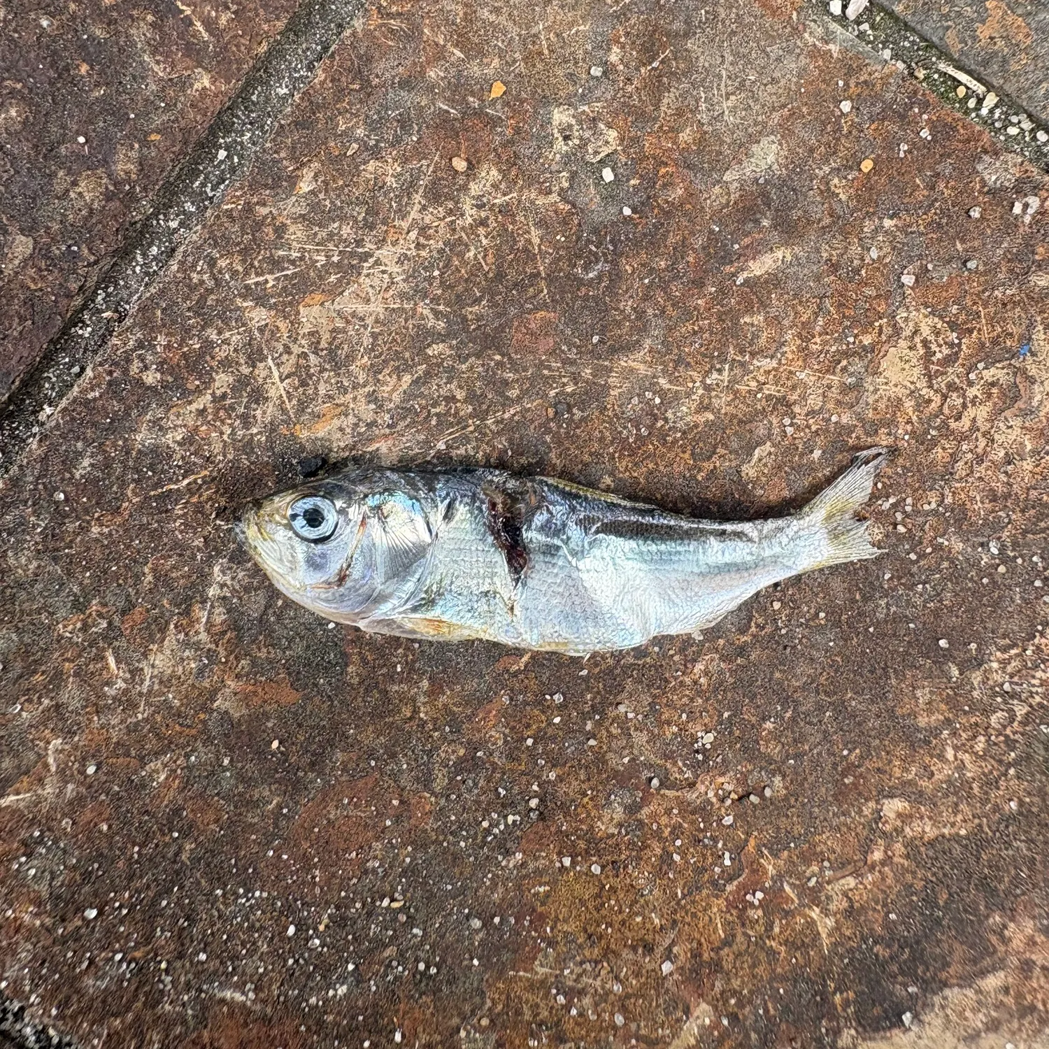 Atlantic menhaden caught on Fishbrain