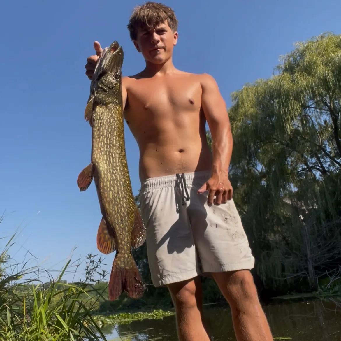 Northern pike caught on Fishbrain
