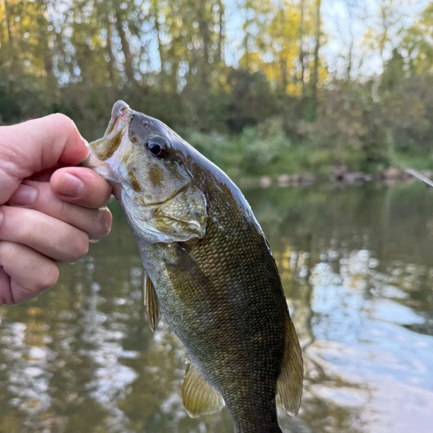 Smallmouth bass caught on Fishbrain