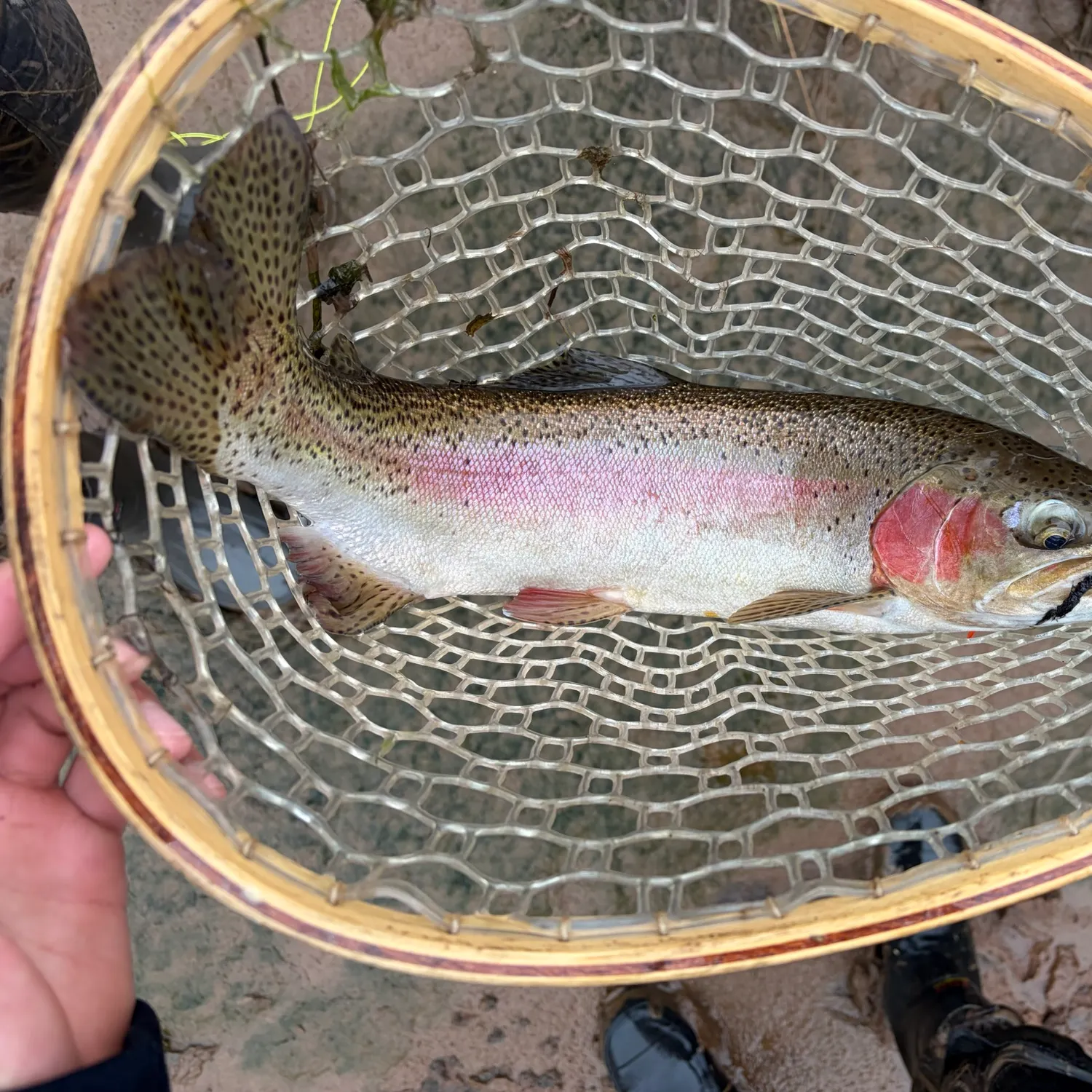 Steelhead caught on Fishbrain