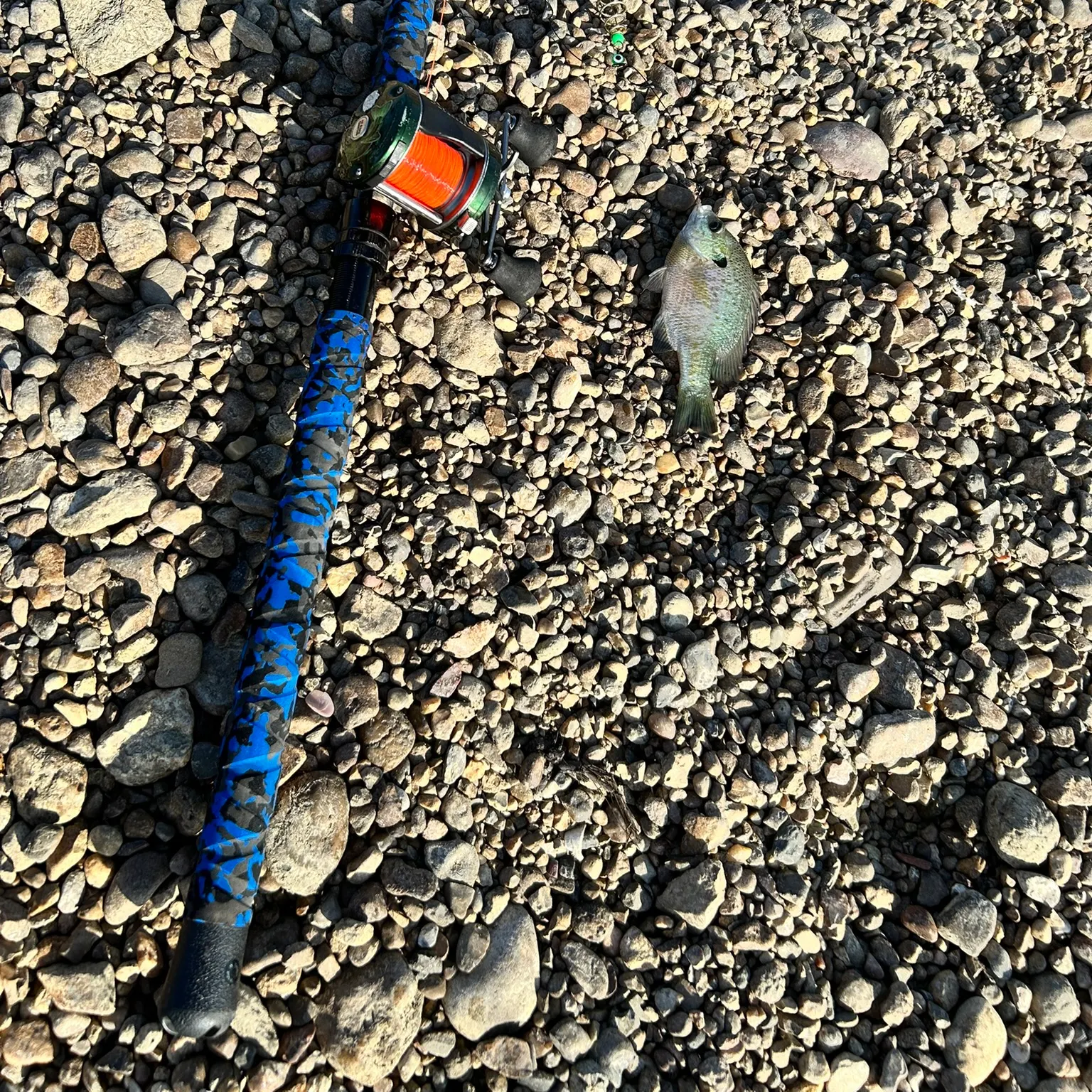 The most recent Bluegill catches on Fishbrain