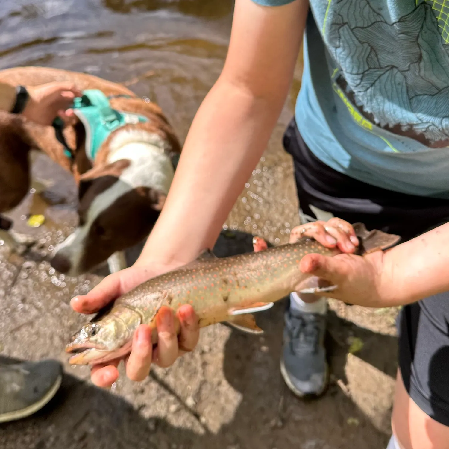 The most popular recent Dolly varden catch on Fishbrain