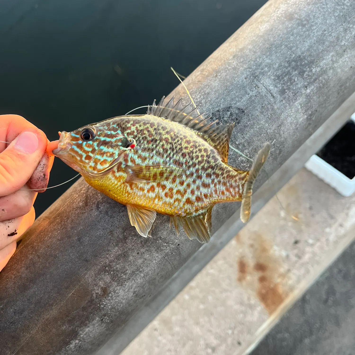 Pumpkinseed caught on Fishbrain