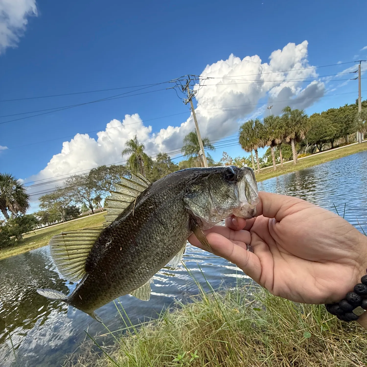 The most recent Largemouth bass catches on Fishbrain