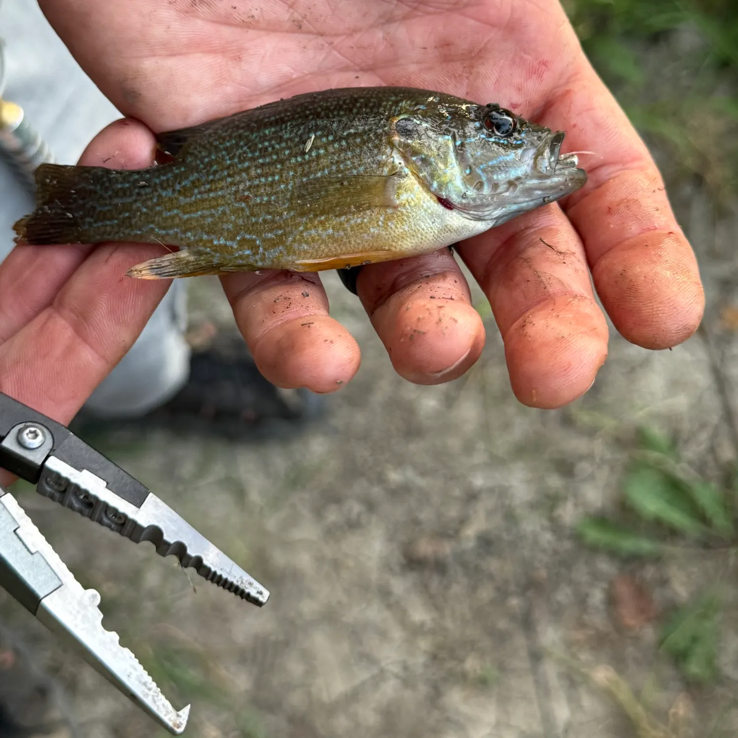 Green sunfish caught on Fishbrain