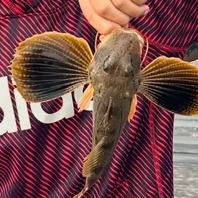 Striped searobin caught on Fishbrain