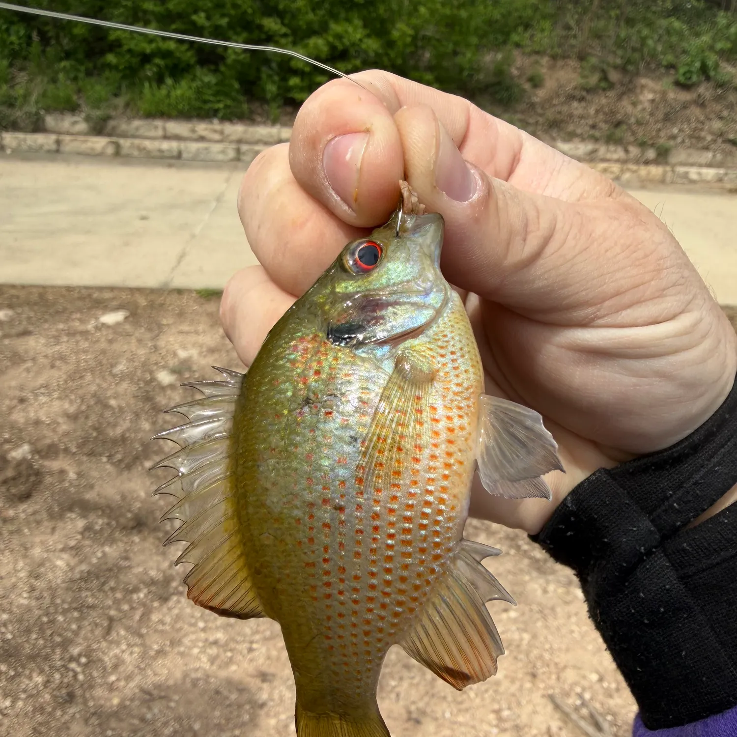 The most recent Redspotted sunfish catches on Fishbrain