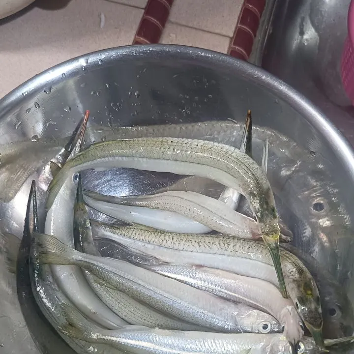 The most recent Blackbarred halfbeak catches on Fishbrain