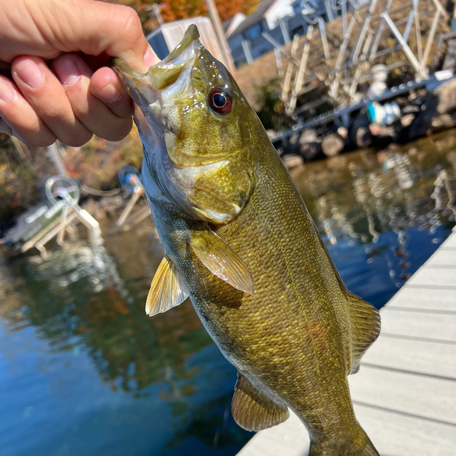 Smallmouth bass caught on Fishbrain