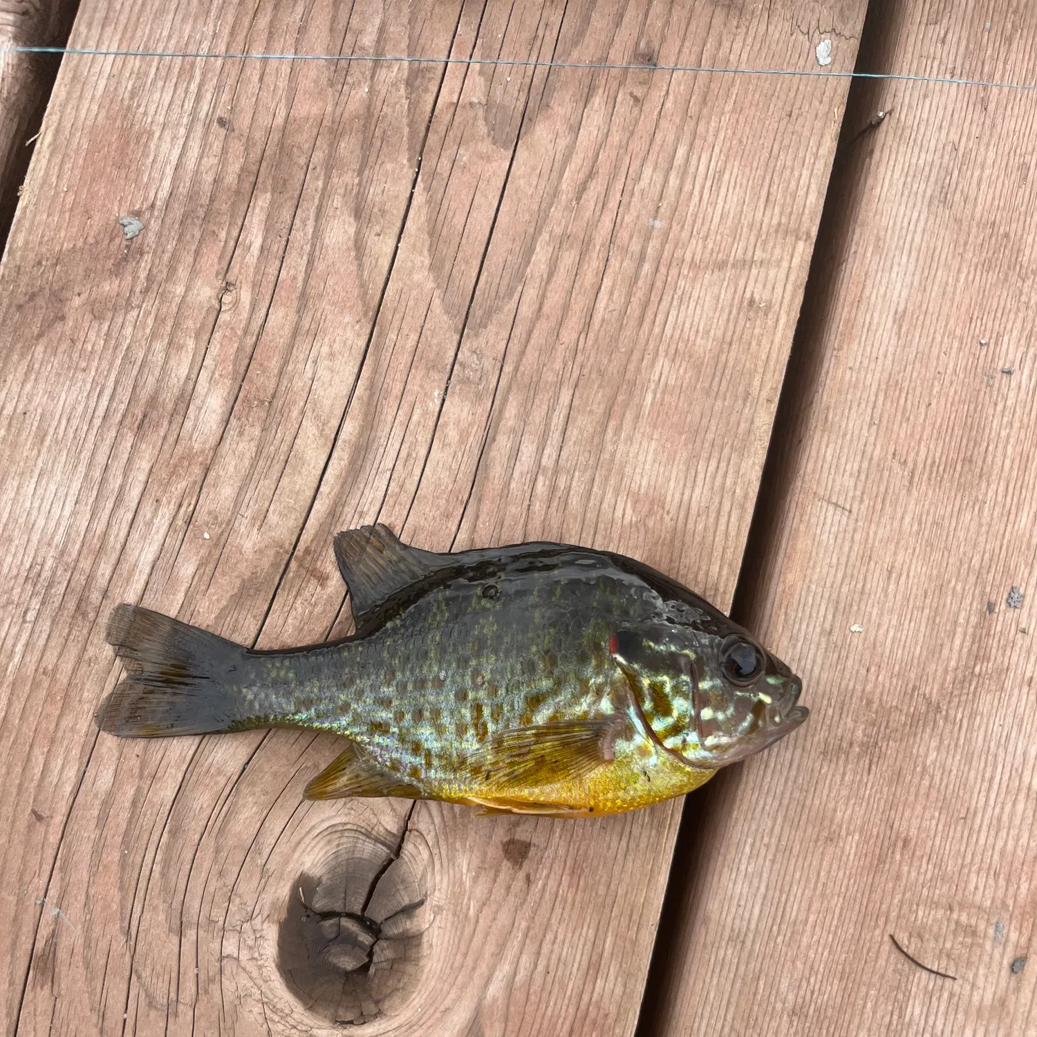 Pumpkinseed caught on Fishbrain