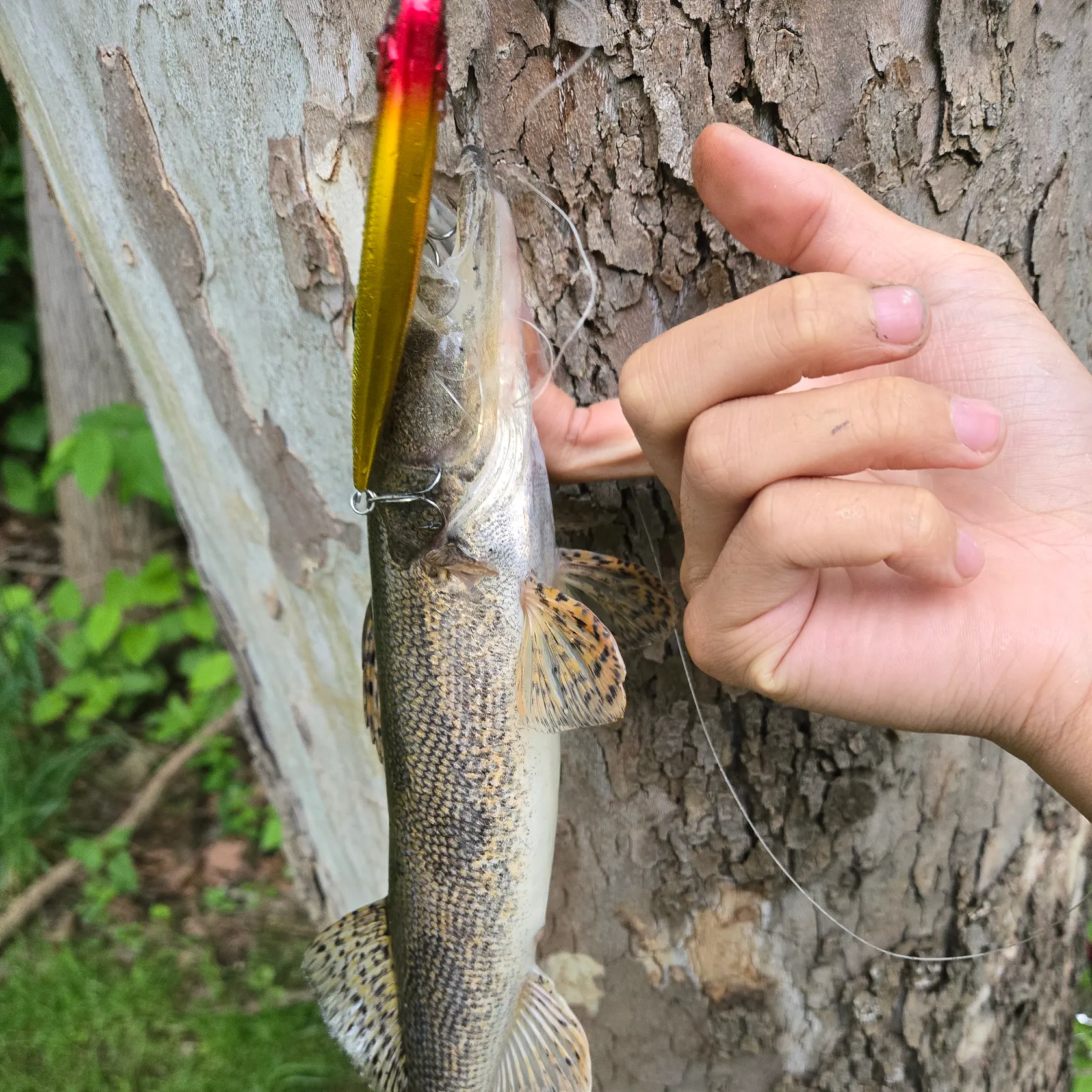 catch