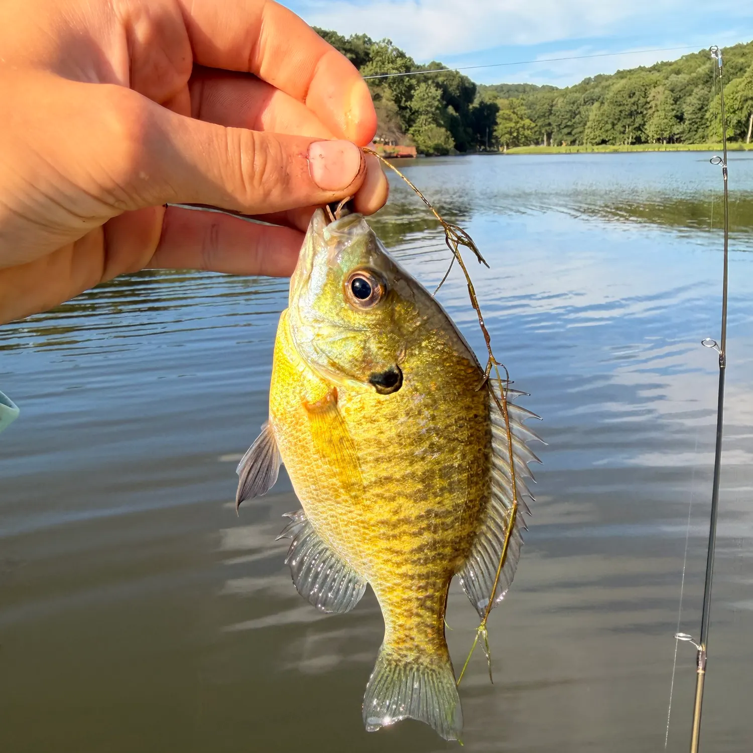 Bluegill caught on Fishbrain