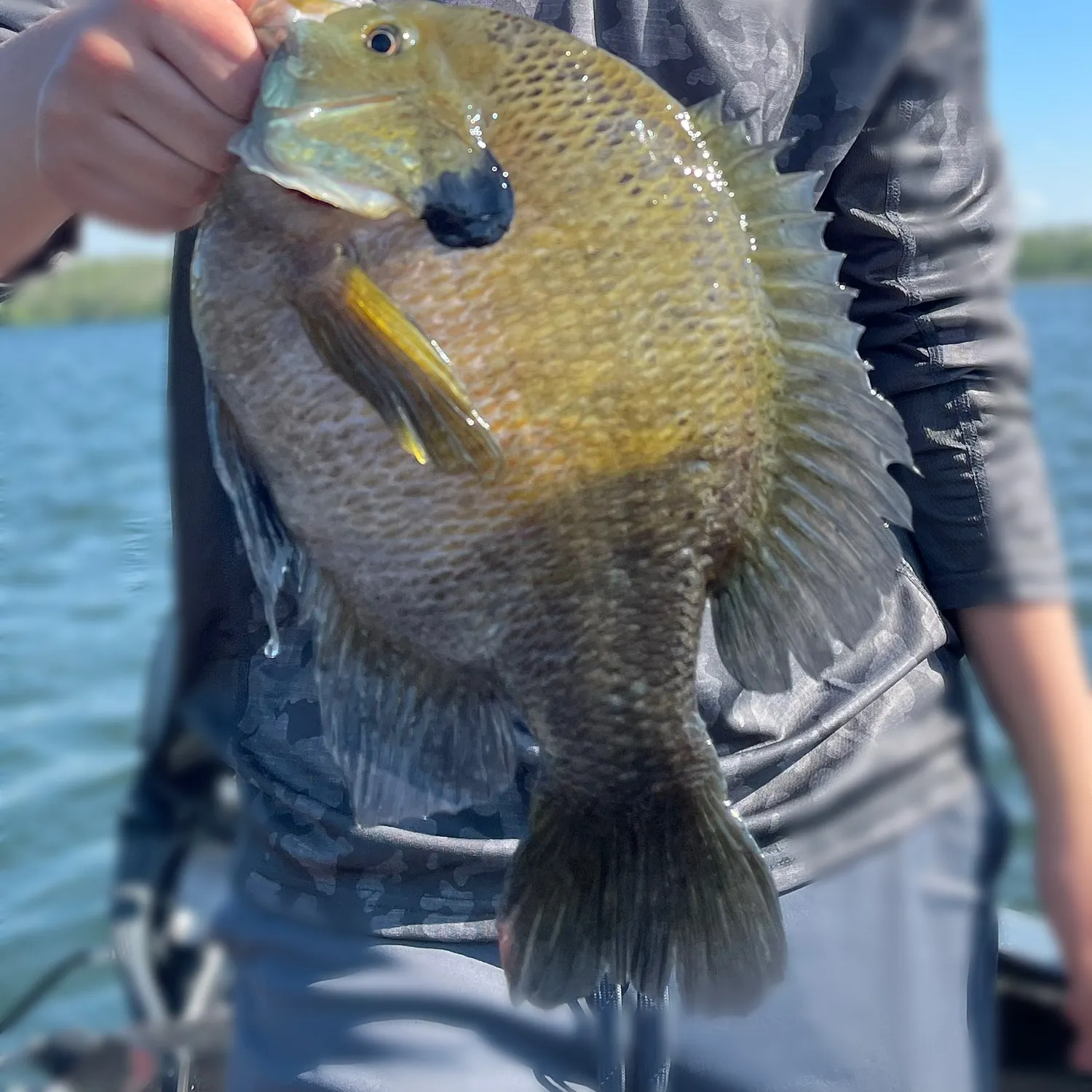 The most recent Bluegill catches on Fishbrain