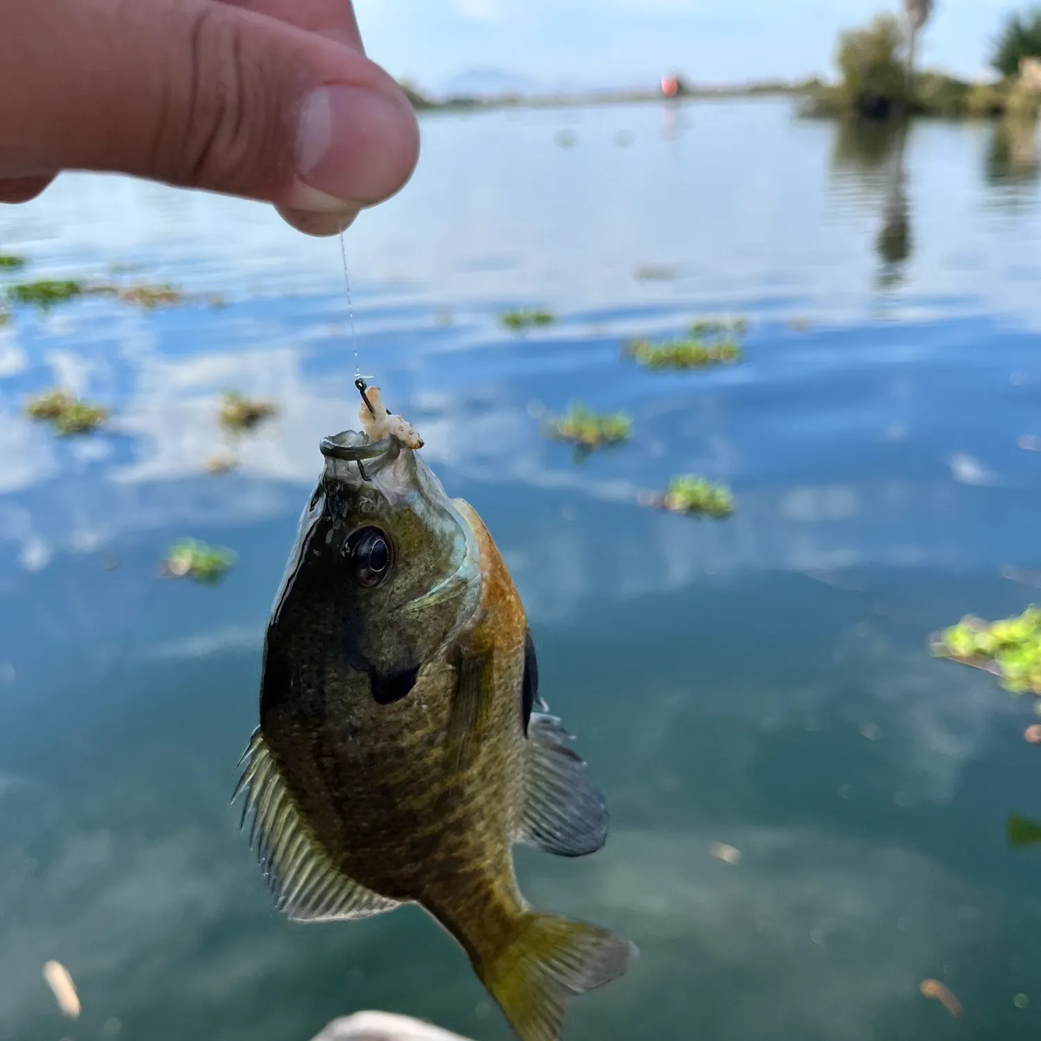 Bluegill caught on Fishbrain