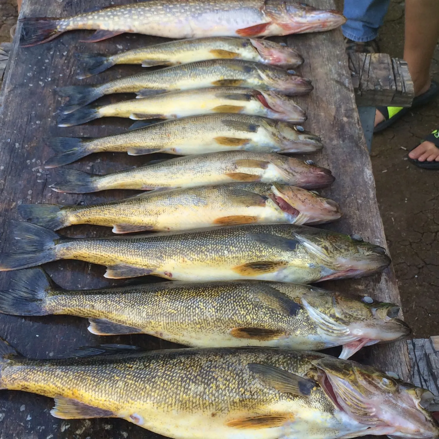 recently logged catches