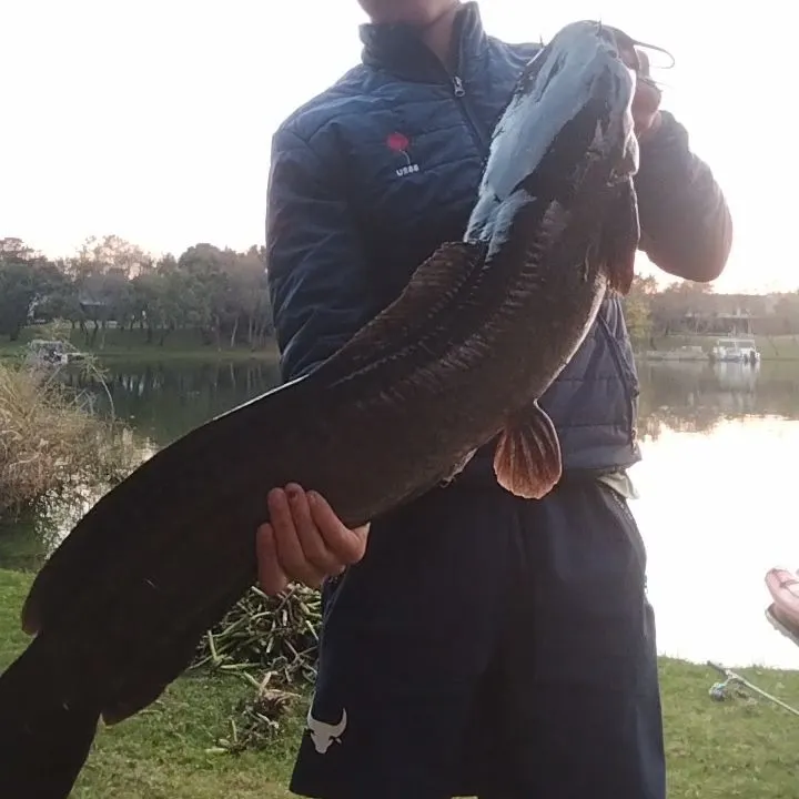 The most recent North African catfish catches on Fishbrain