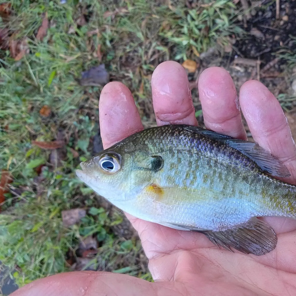 Bluegill caught on Fishbrain