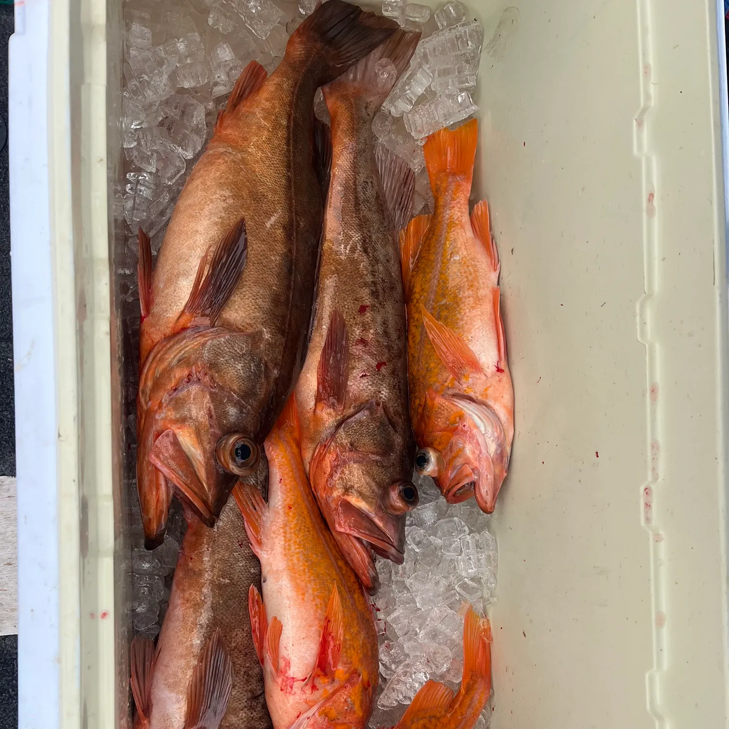 The most recent Chilipepper catches on Fishbrain