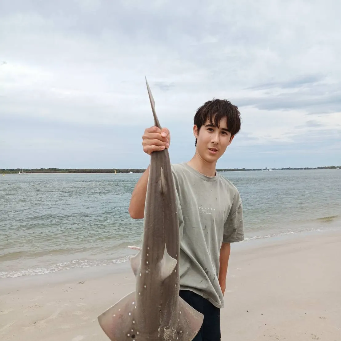 The most recent Giant guitarfish catches on Fishbrain