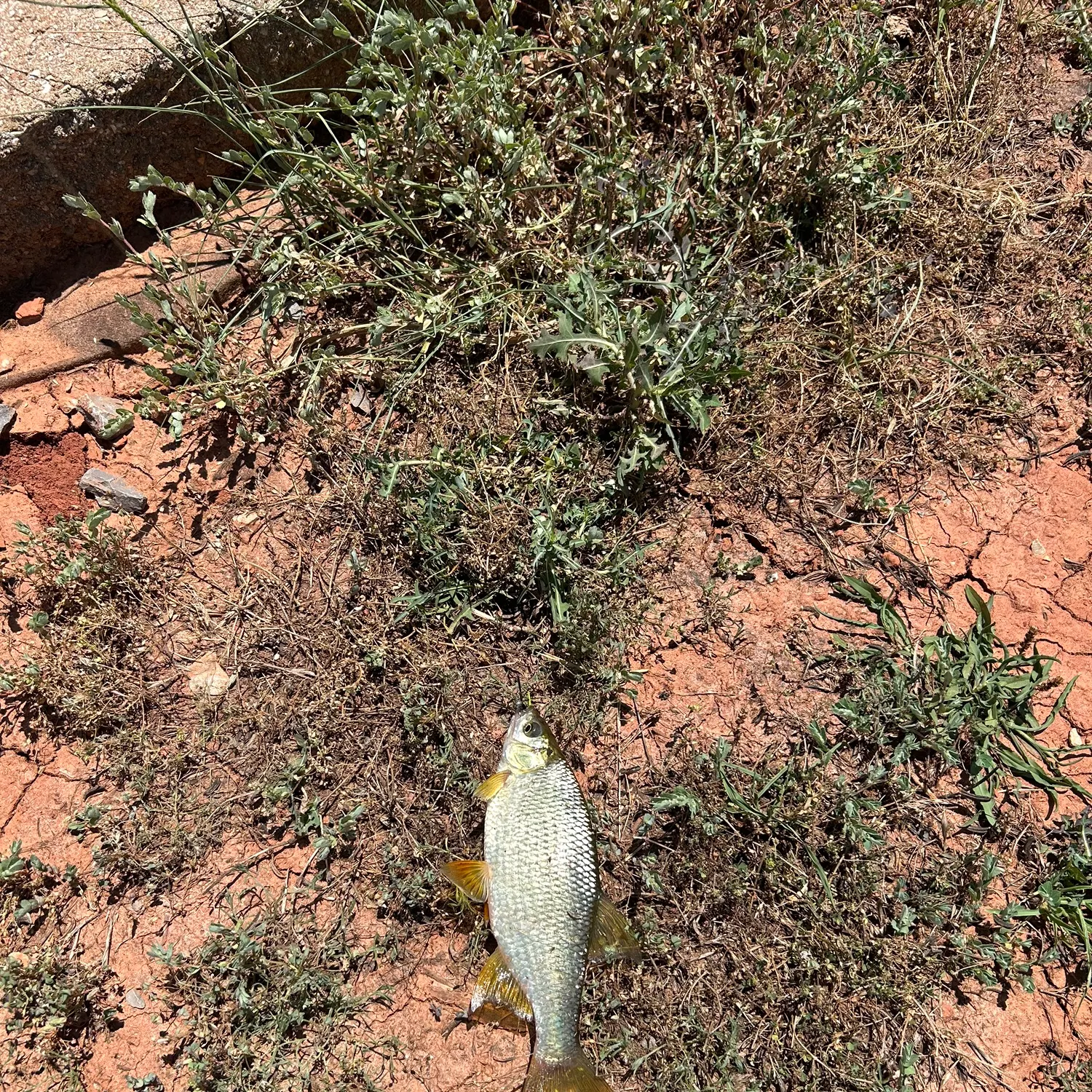 The most recent Golden shiner catches on Fishbrain