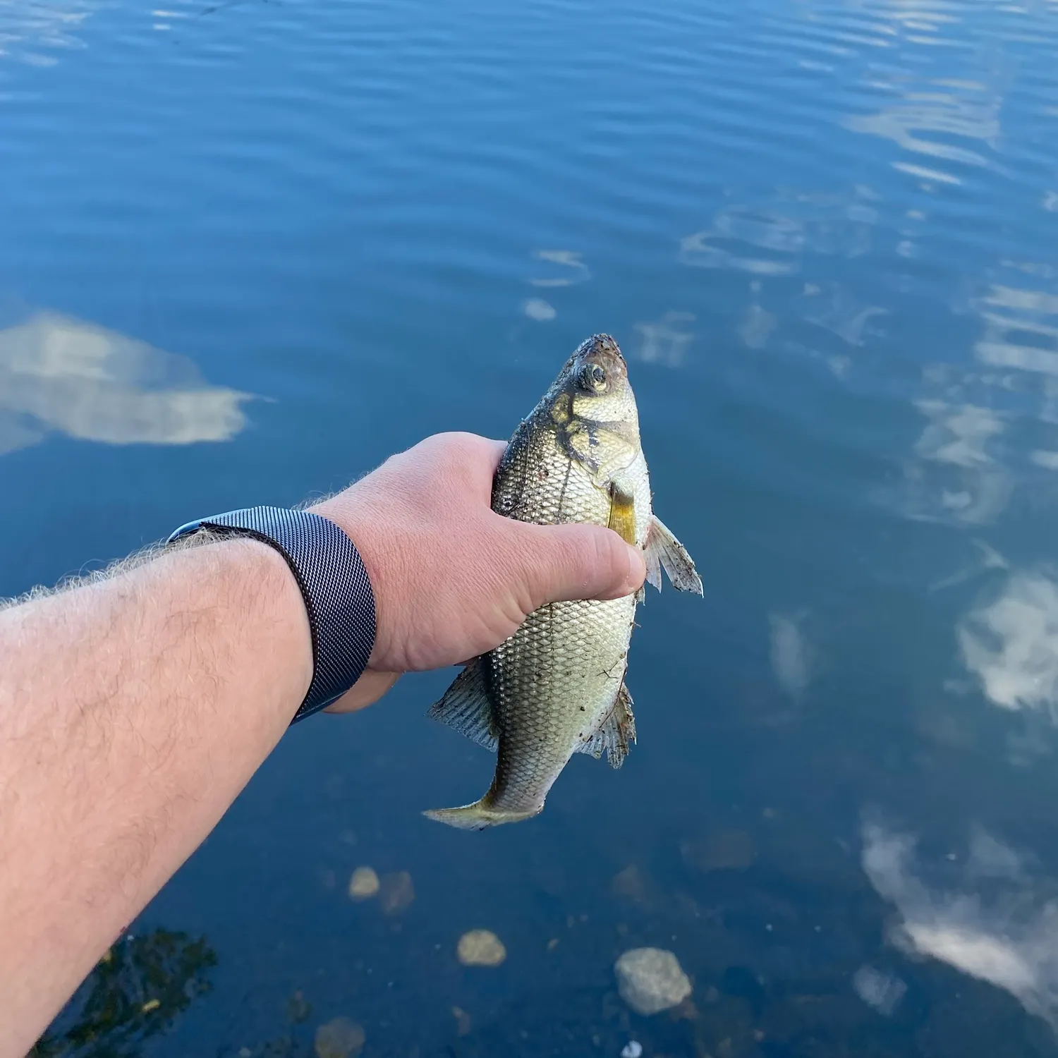 White perch caught on Fishbrain
