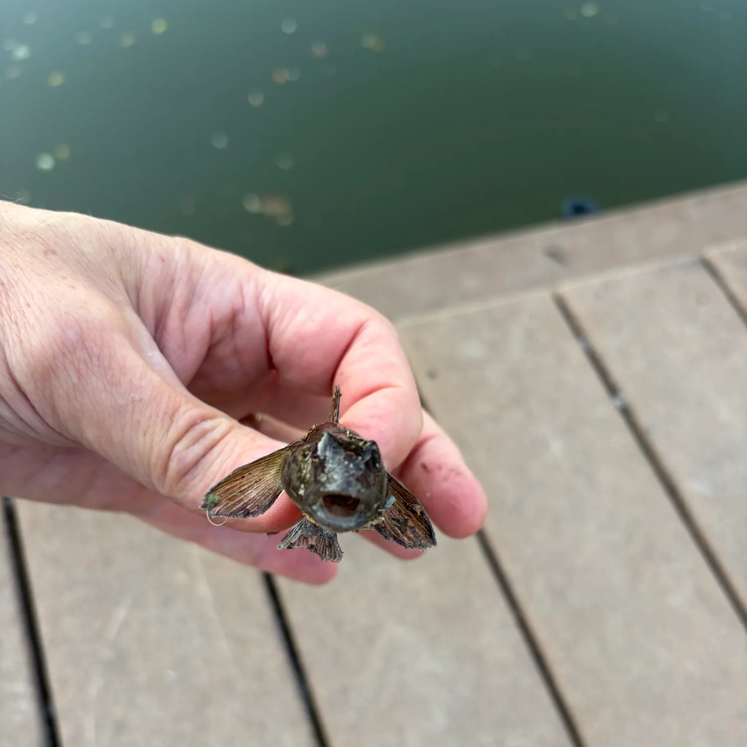 Round goby caught on Fishbrain