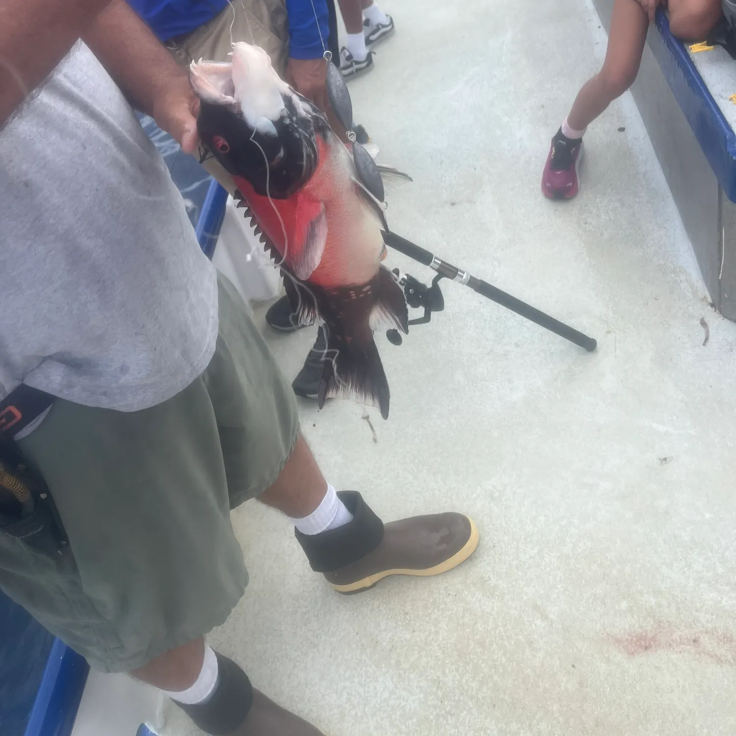 California sheephead caught on Fishbrain