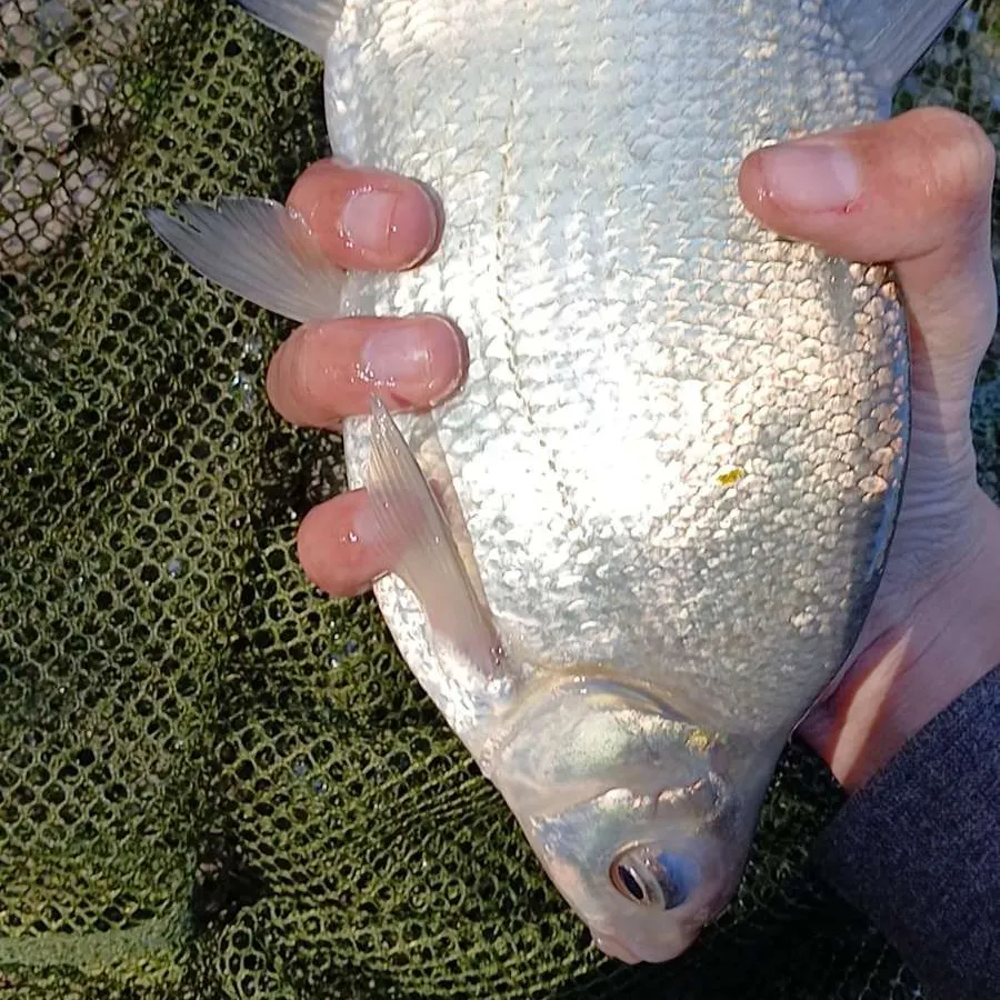 The most recent Common bream catches on Fishbrain
