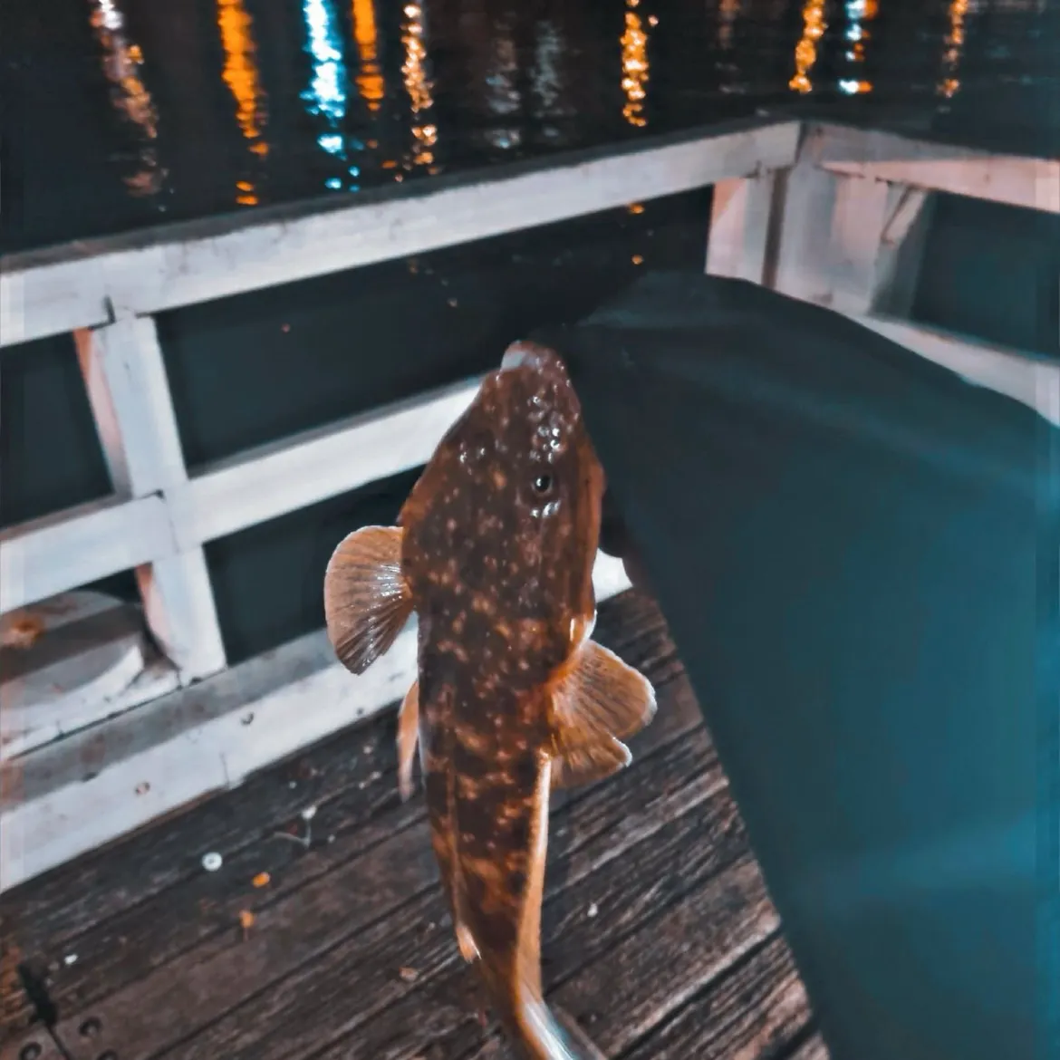 The most recent Dusky flathead catches on Fishbrain