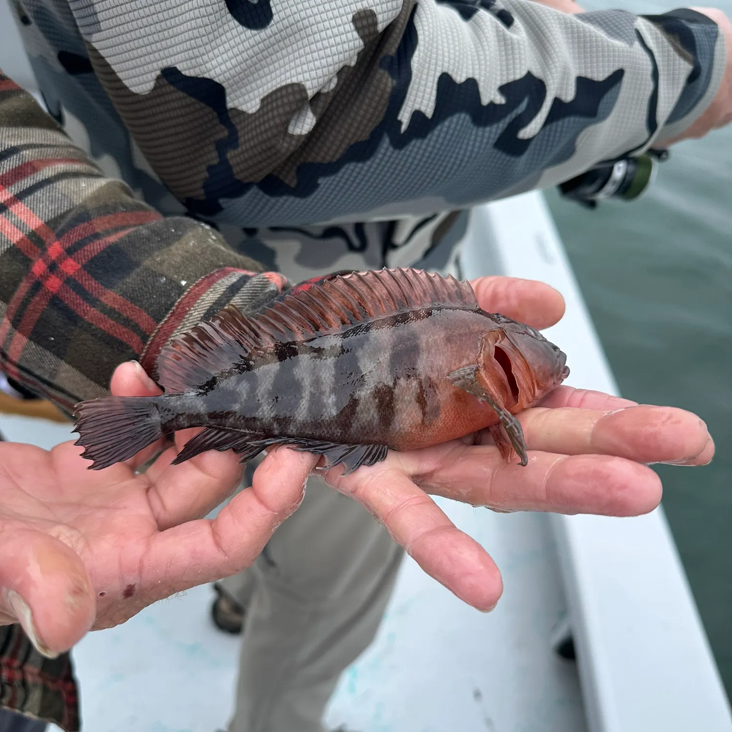 The most recent Shanny catches on Fishbrain