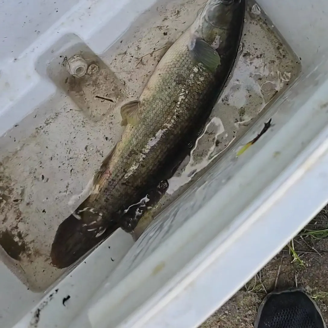 The most recent Eyetail bowfin catches on Fishbrain