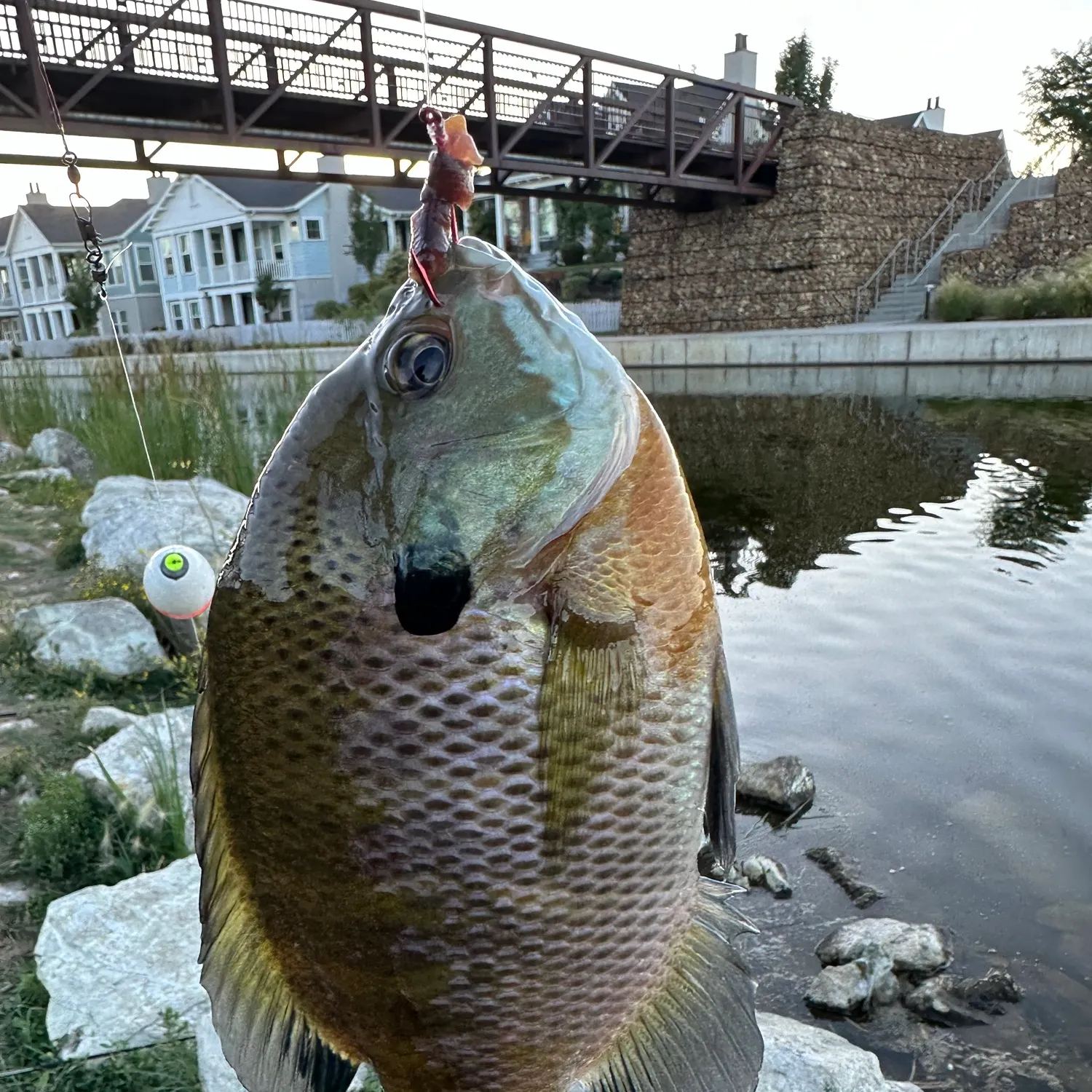 Bluegill caught on Fishbrain