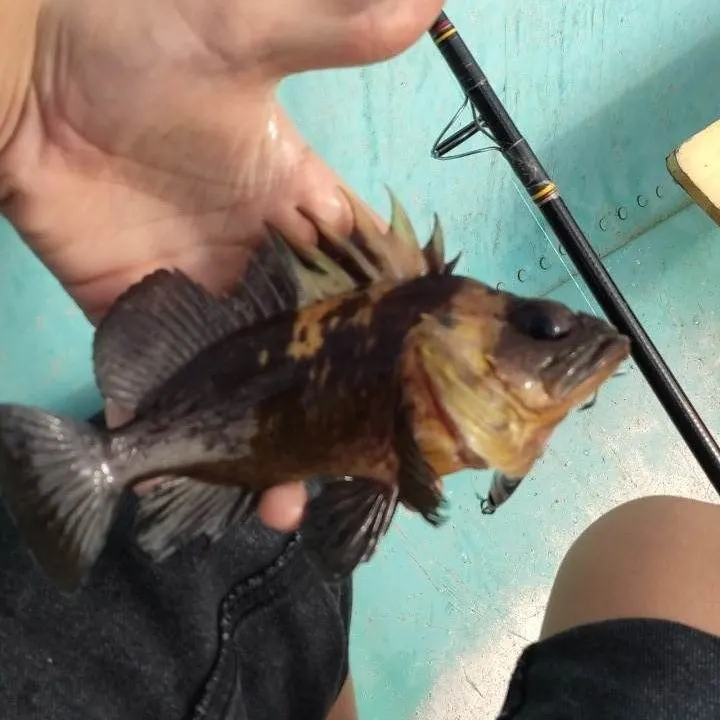 The most recent China rockfish catches on Fishbrain