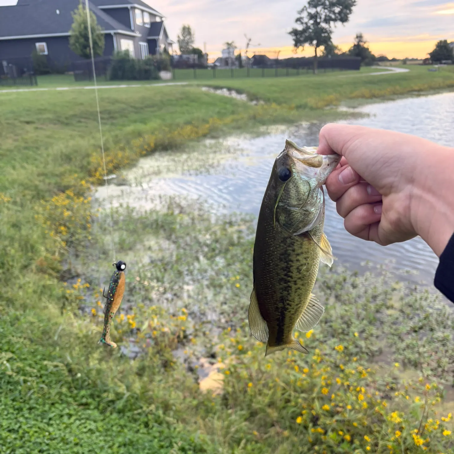 Largemouth bass caught on Fishbrain