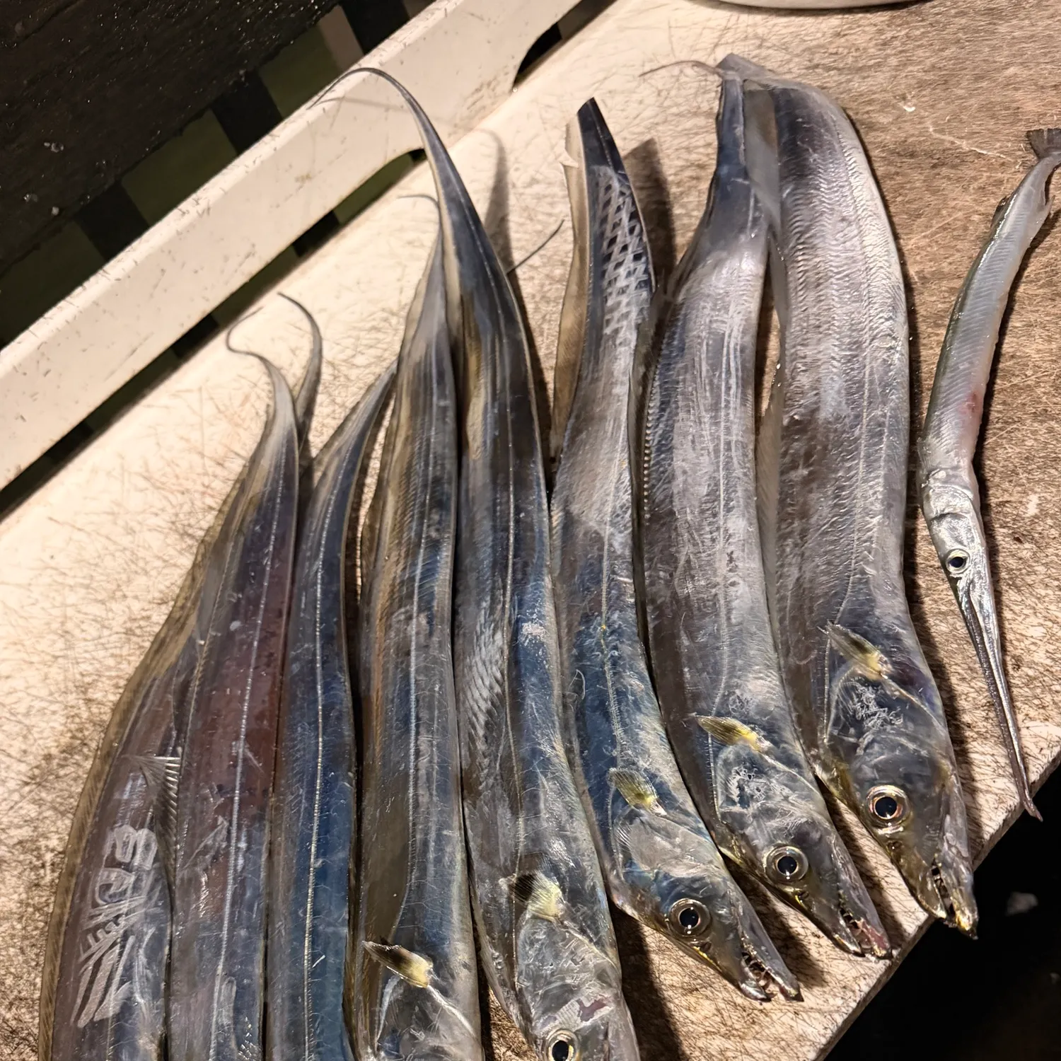 The most recent Atlantic cutlassfish catches on Fishbrain
