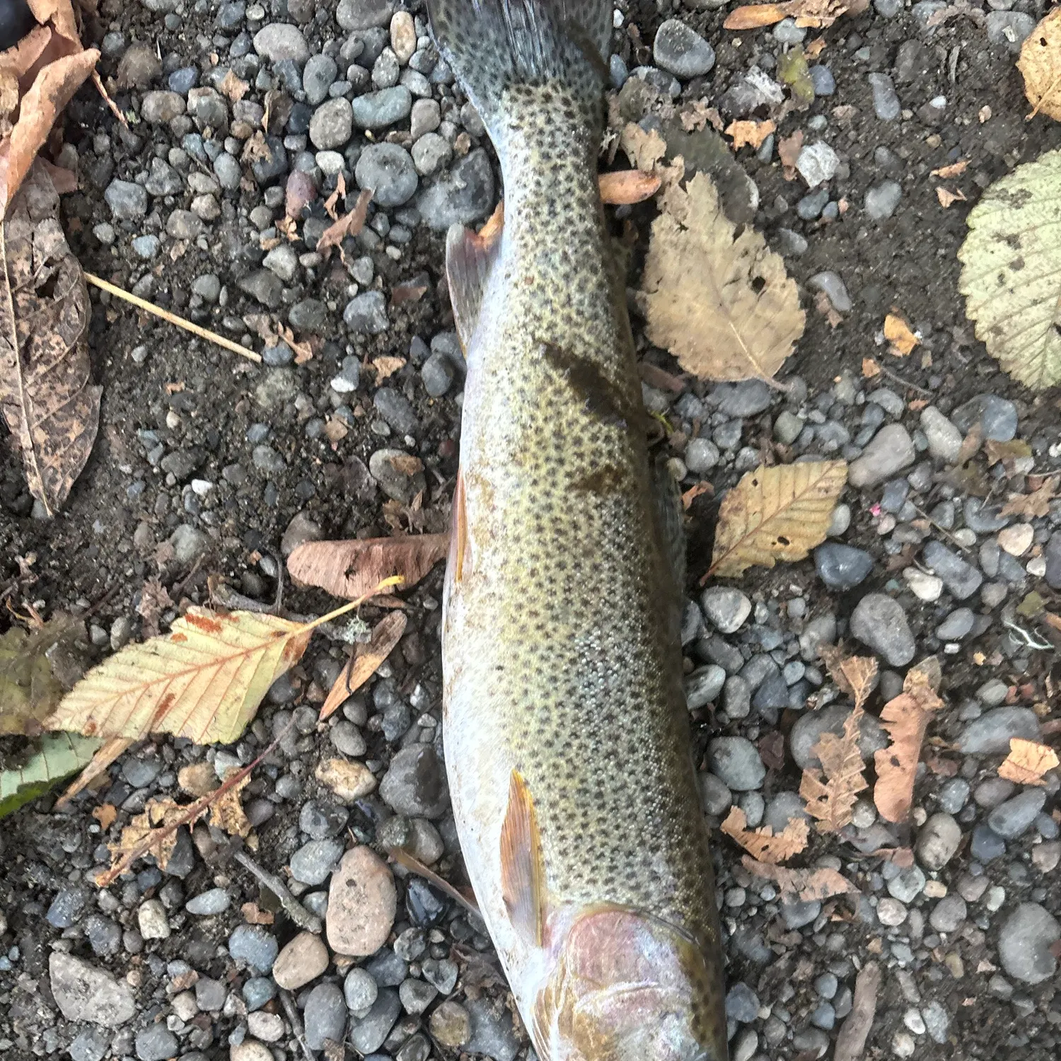 Cutthroat trout caught on Fishbrain