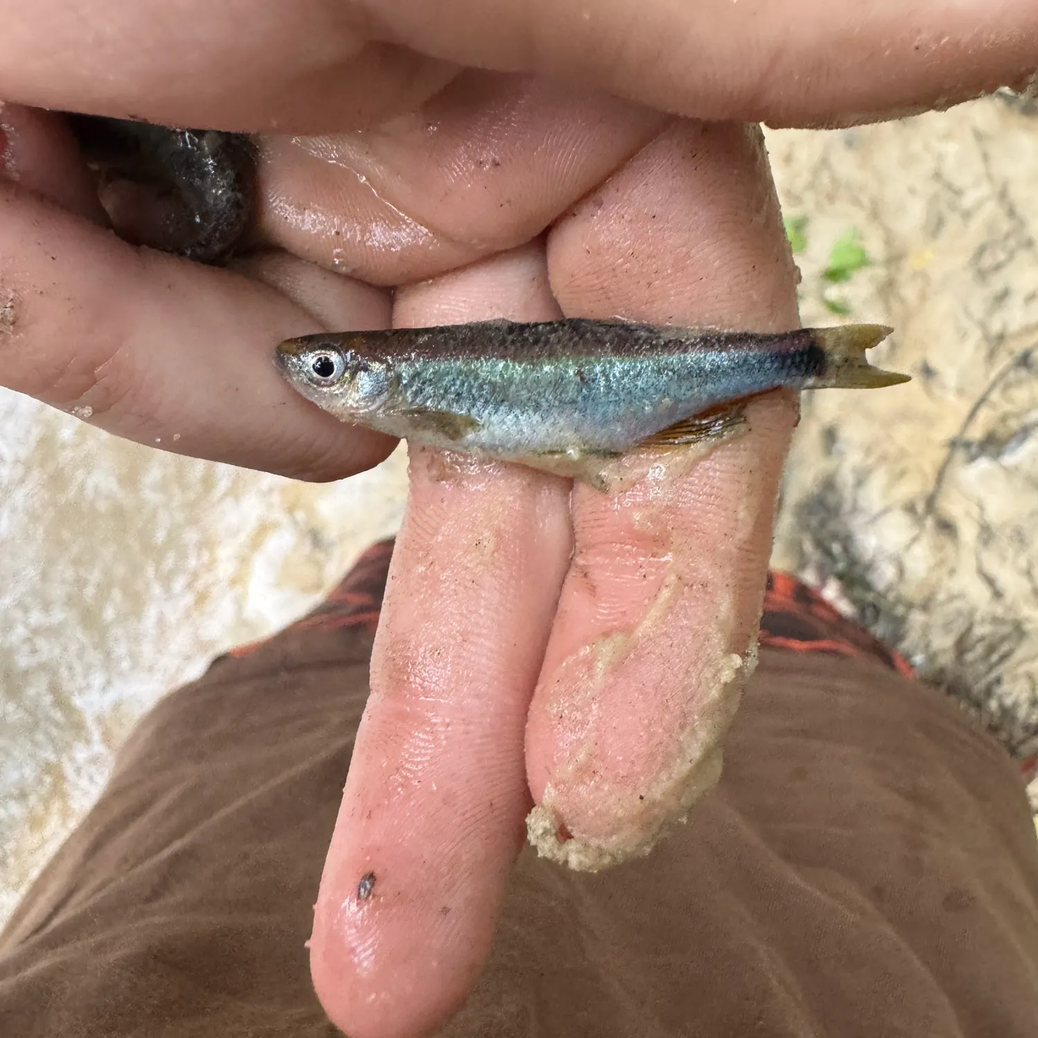 The most recent Greenhead shiner catches on Fishbrain