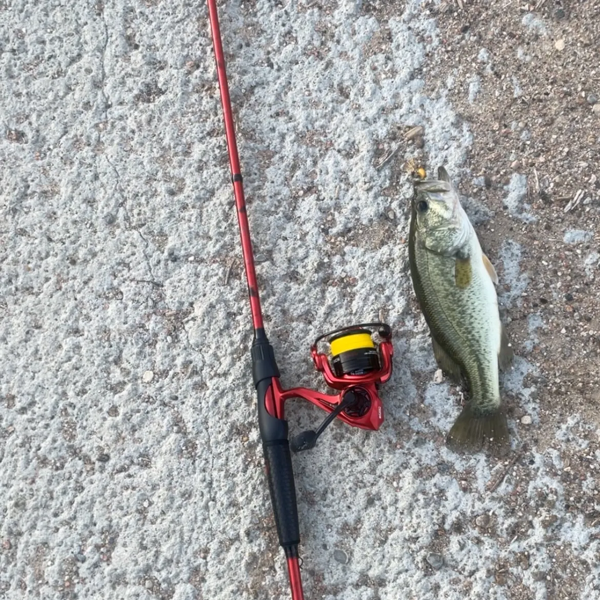 Largemouth bass caught on Fishbrain