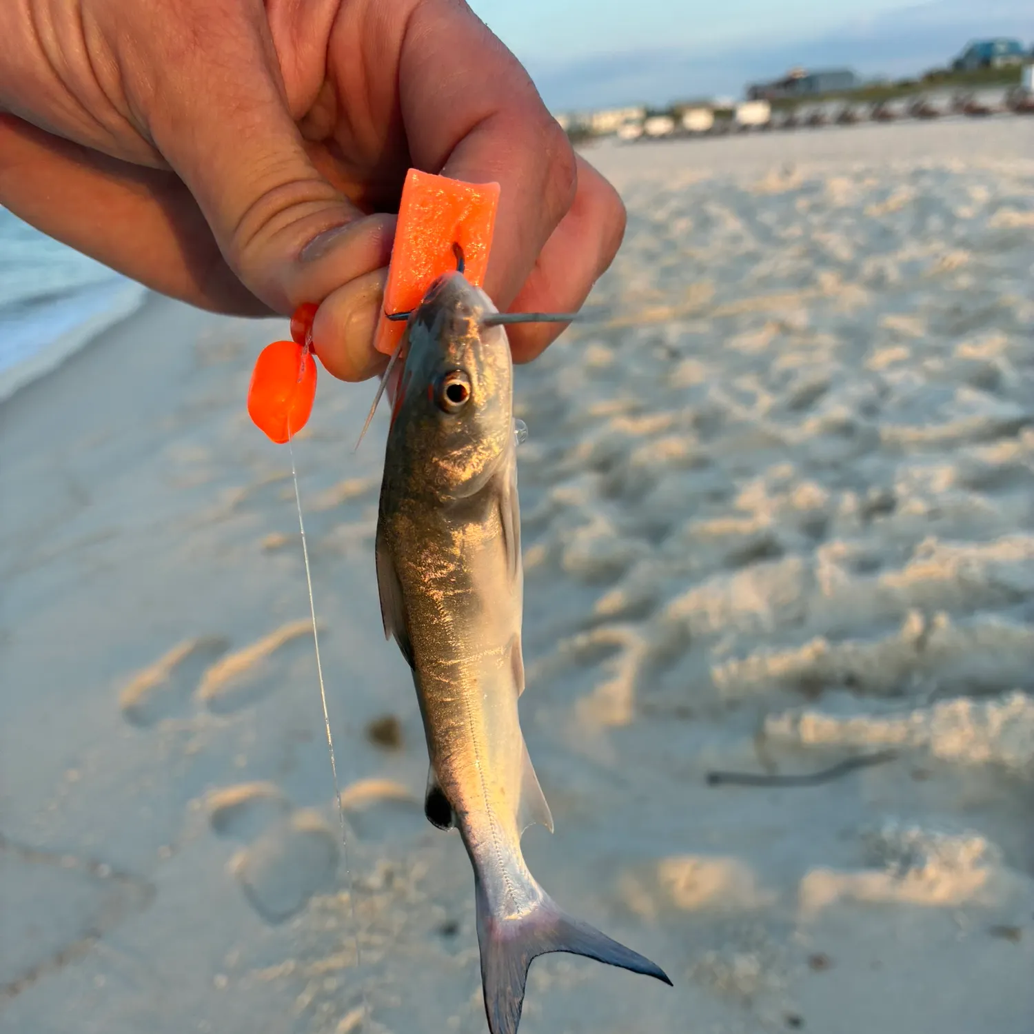The most recent Hardhead sea catfish catches on Fishbrain
