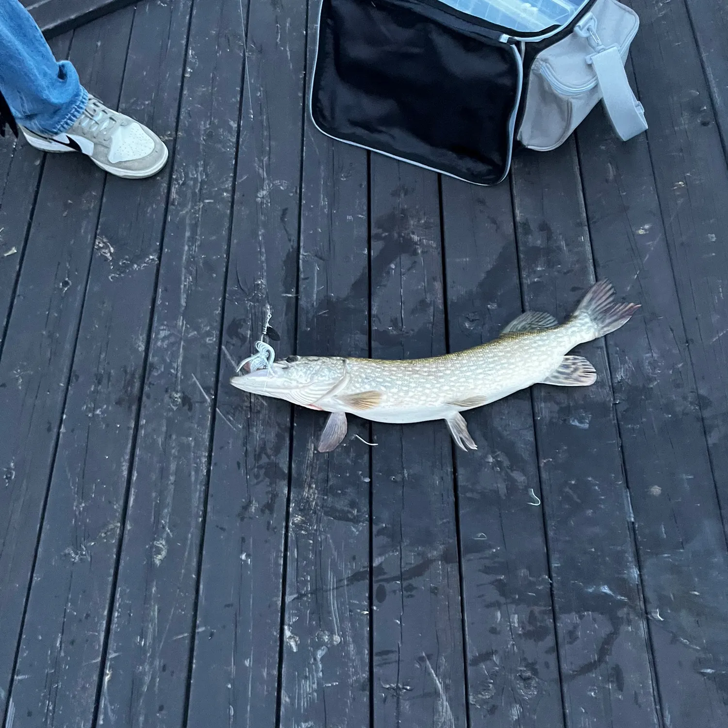 Northern pike caught on Fishbrain