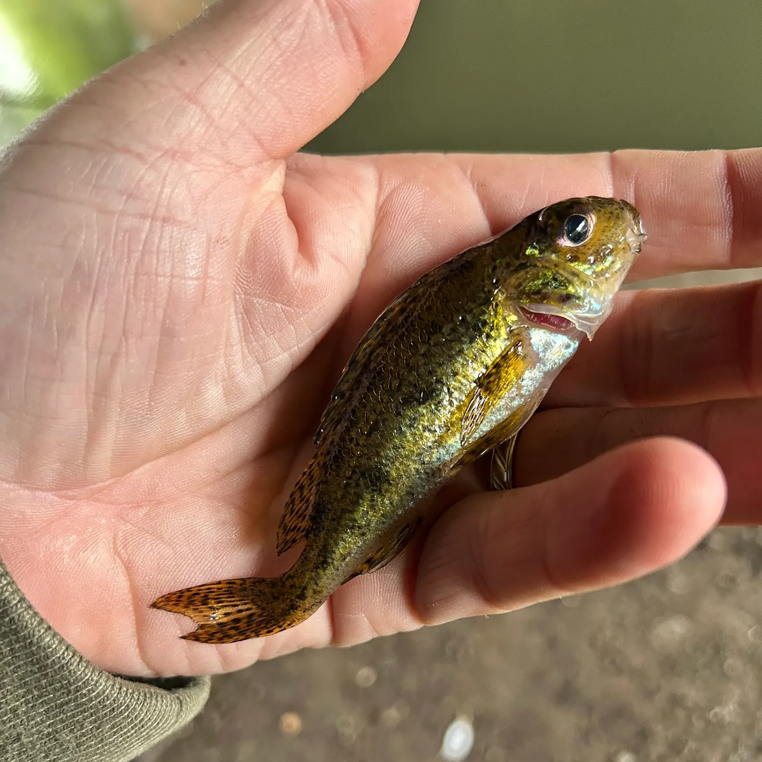 The most recent Eurasian ruffe catches on Fishbrain