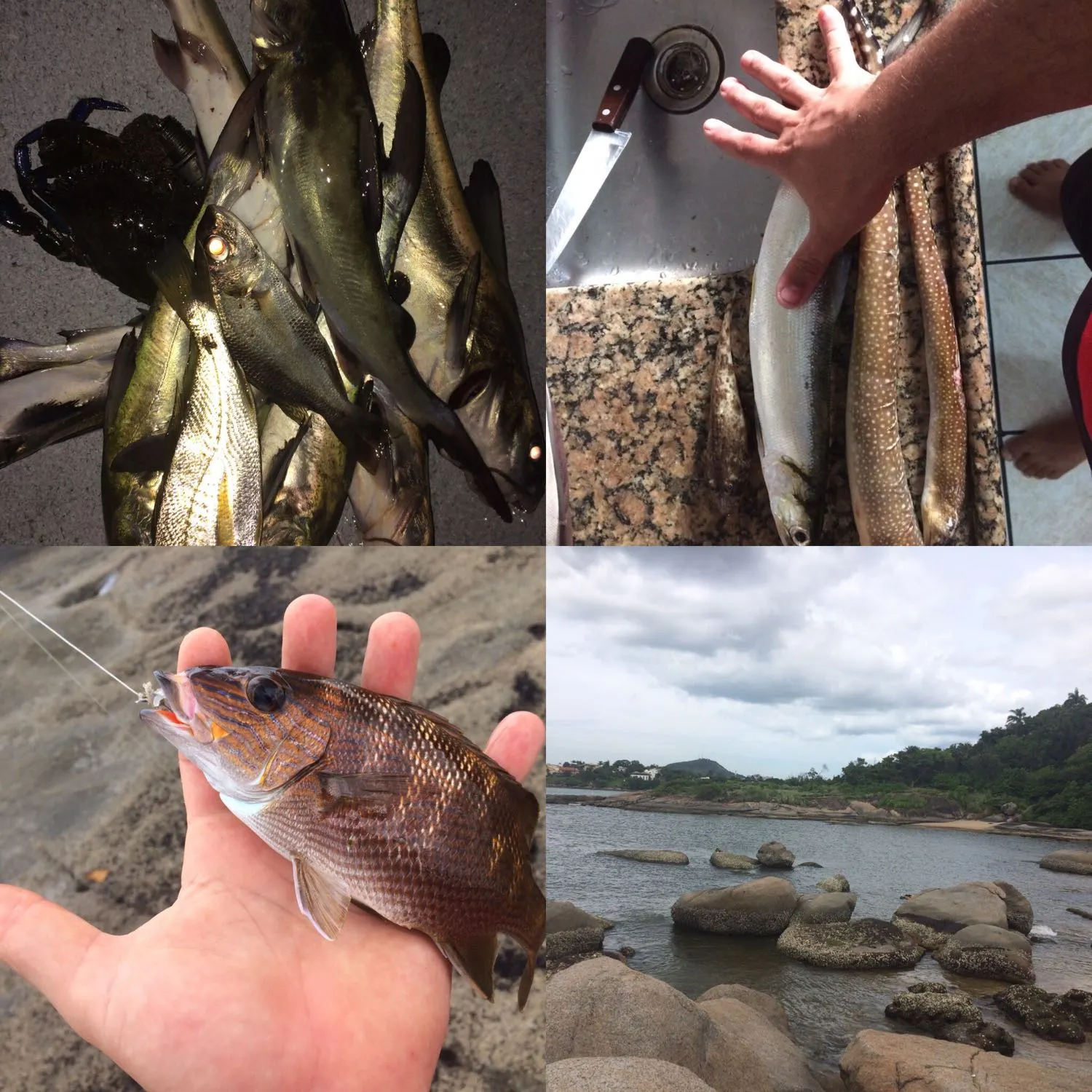 recently logged catches