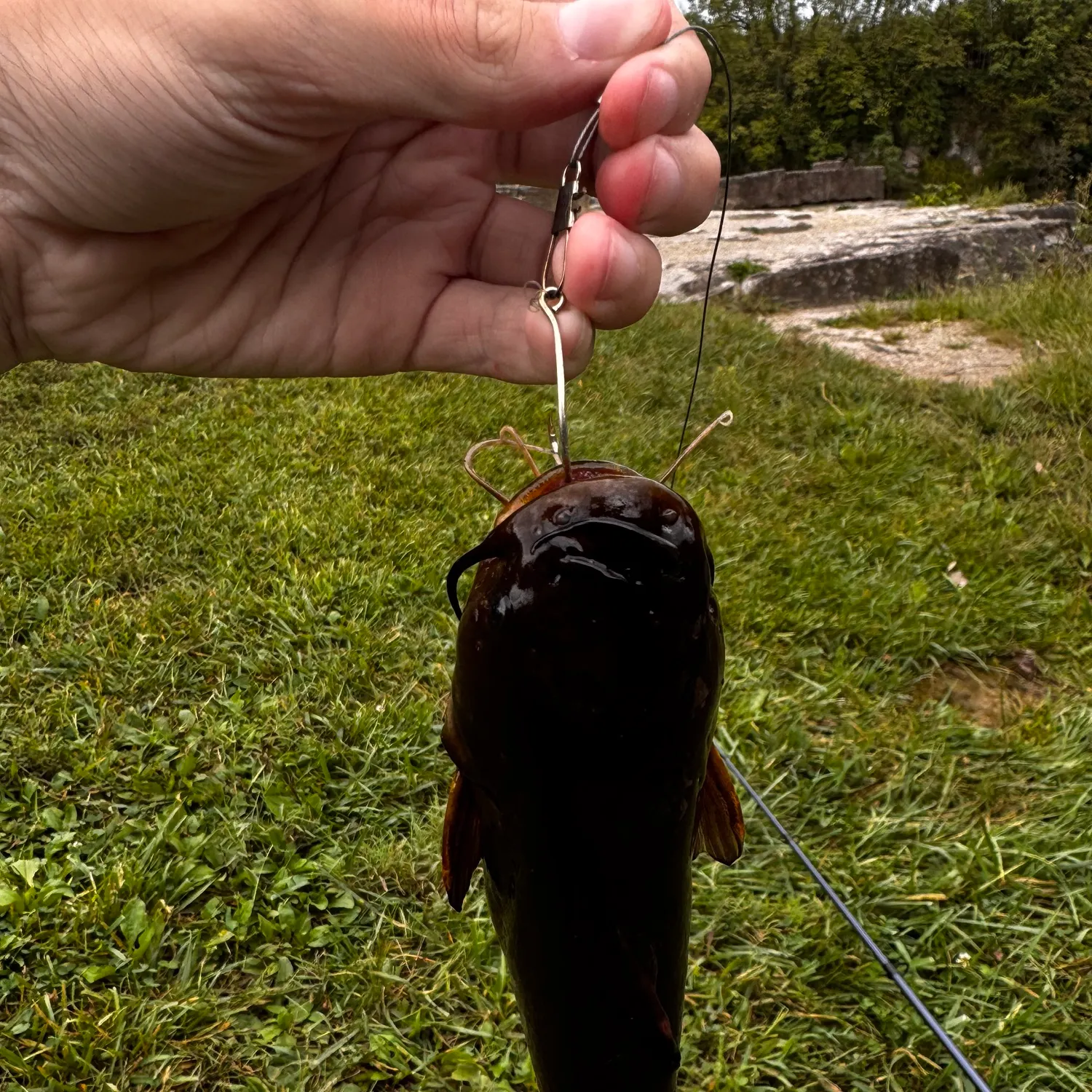 Yellow bullhead caught on Fishbrain