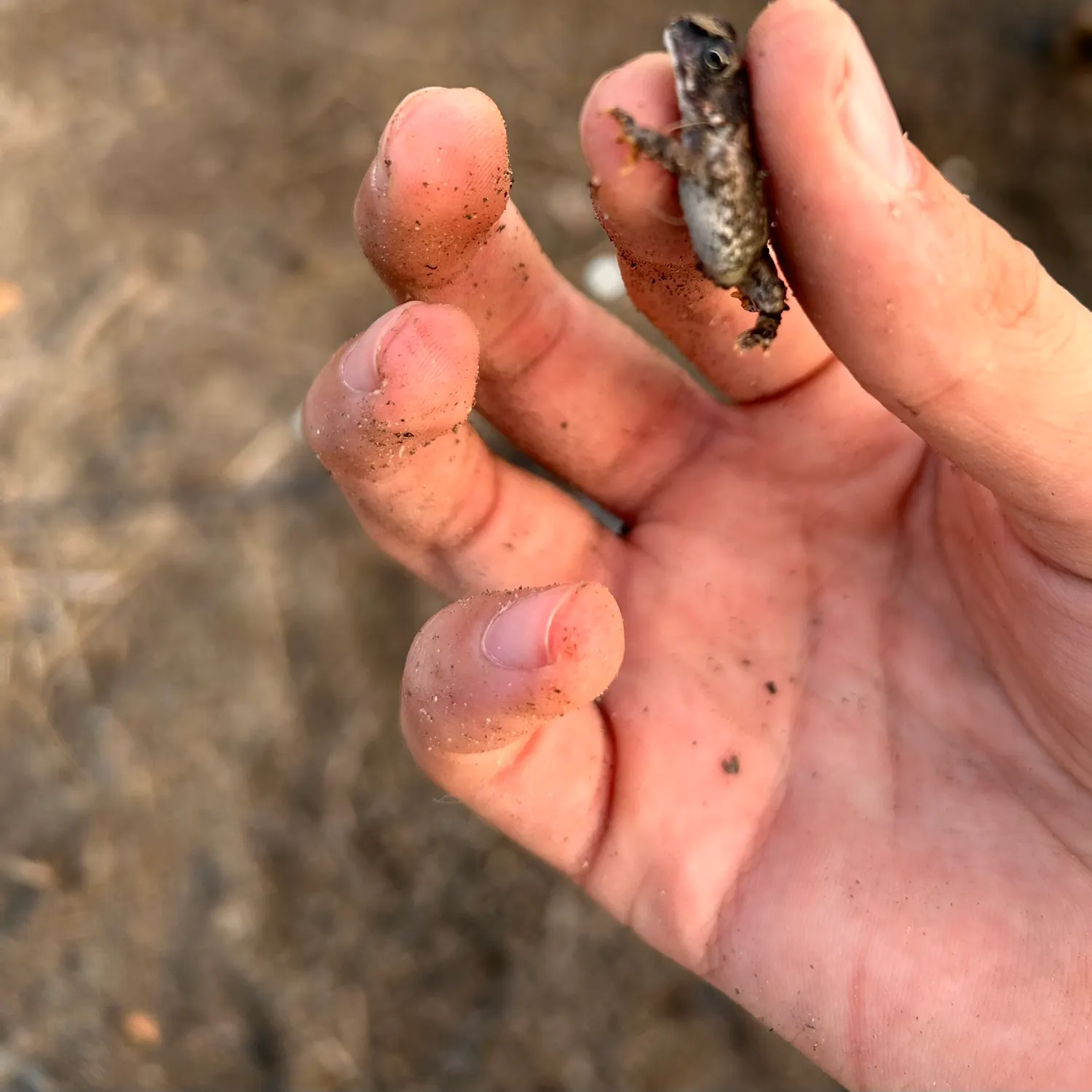 The most recent Crawfish frog catches on Fishbrain