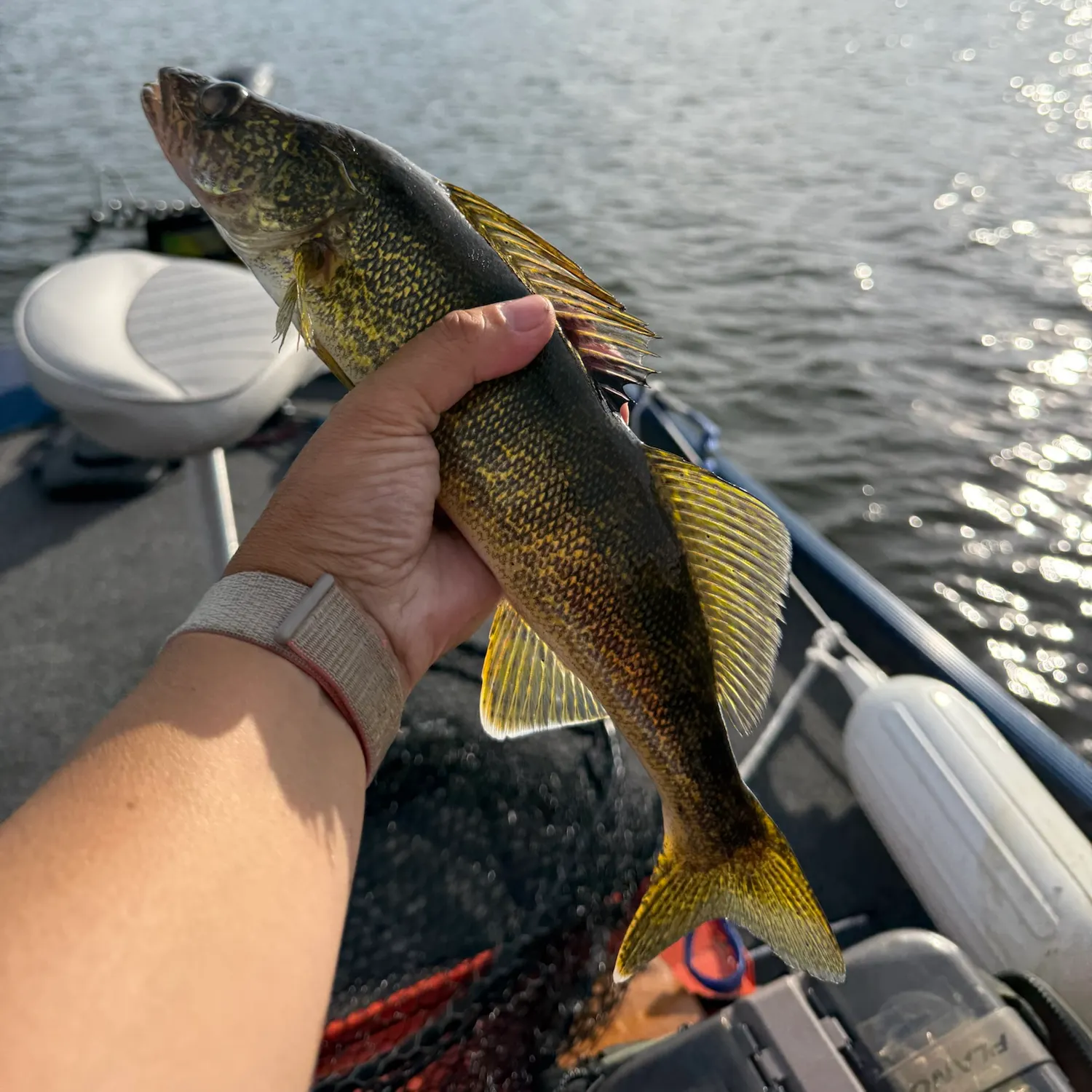 Walleye caught on Fishbrain