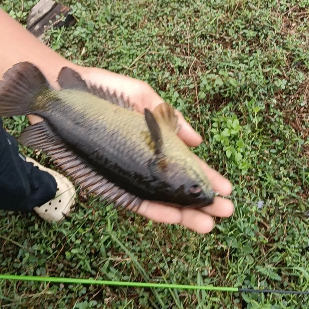 The most recent Climbing perch catches on Fishbrain